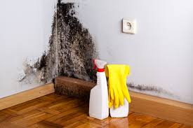 Best Biohazard Mold Removal  in Rocky Point, NY